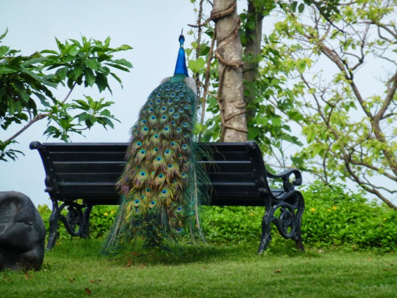 Ananda-Peacock8 anandapeacock8.jpg