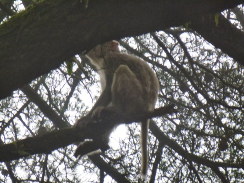 32-Monkey at Ananda monkeyatananda.jpg