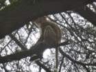 monkeyatananda_small.jpg