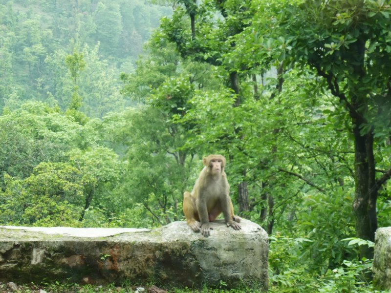 04-On Way to Ananada-Monkey3 onwaytoananadamonkey3.jpg