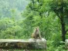 onwaytoananadamonkey3_small.jpg