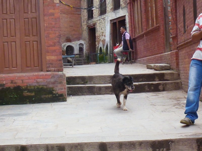 36-Dog dog.jpg