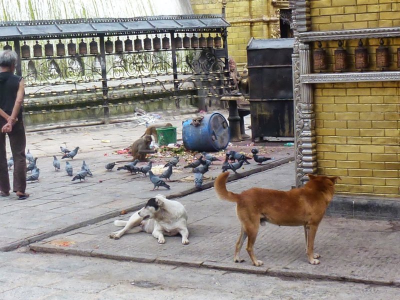 40-Dogs-Monkeys-Birds at Swayambhunath Stupa dogsmonkeysbirdsatswayambhunathstupa.jpg