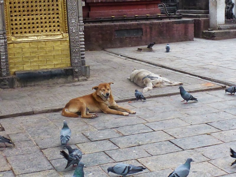 56-Happy Dog at Swayambhunath Stupa happydogatswayambhunathstupa.jpg