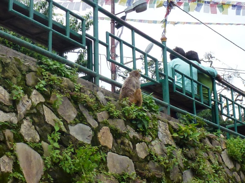 29-Monkey at Swayambhunath Stupa monkeyatswayambhunathstupa.jpg