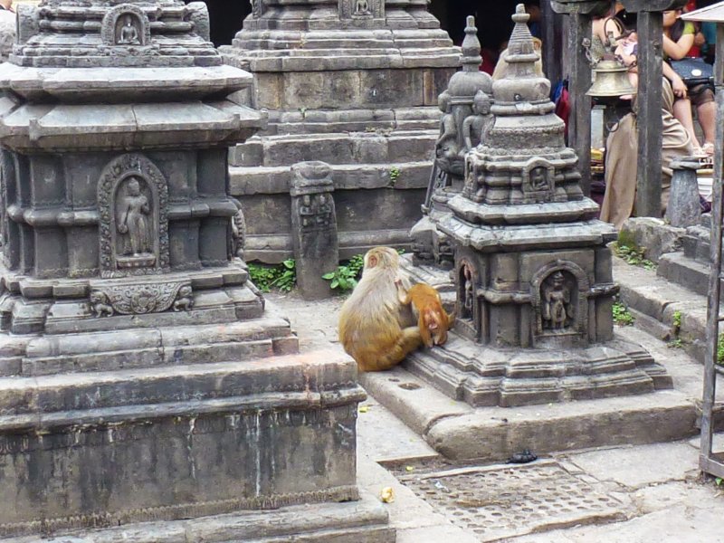 51-Monkeys at Swayambhunath Stupa monkeysatswayambhunathstupa11.jpg