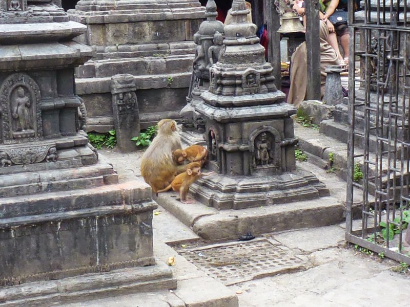 52-Monkeys at Swayambhunath Stupa monkeysatswayambhunathstupa12.jpg