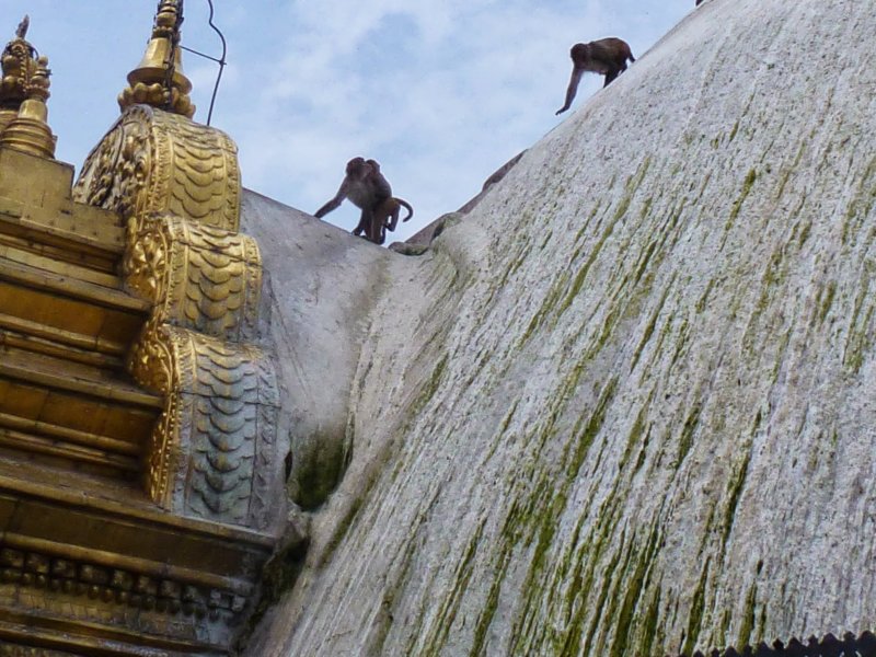 54-Monkeys at Swayambhunath Stupa monkeysatswayambhunathstupa14.jpg