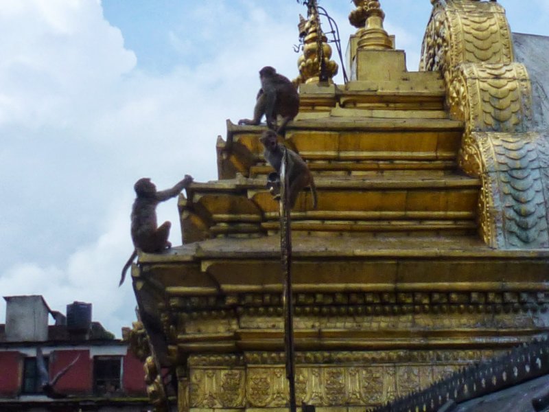 55-Monkeys at Swayambhunath Stupa monkeysatswayambhunathstupa15.jpg