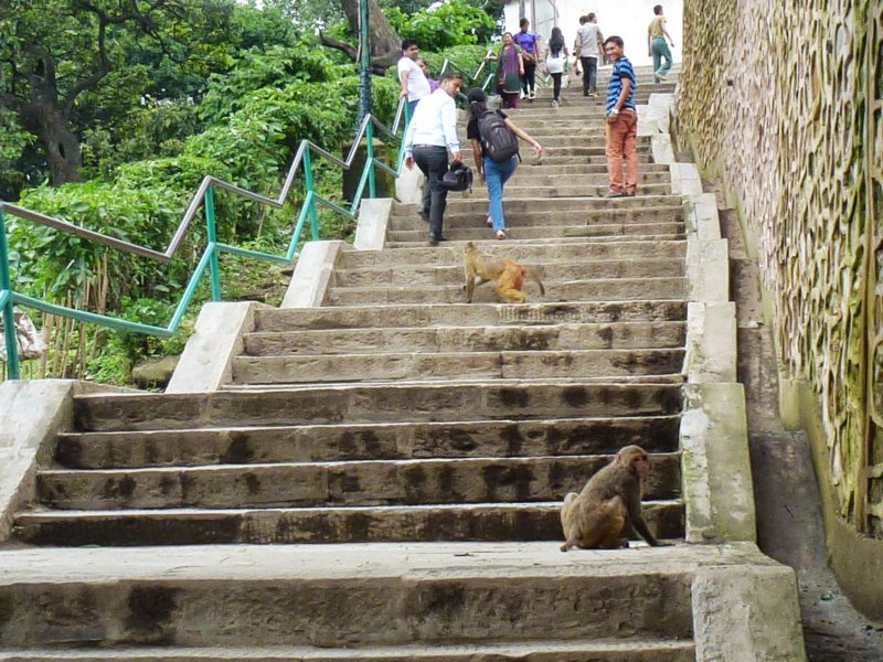 32-Monkeys at Swayambhunath Stupa monkeysatswayambhunathstupa2.jpg