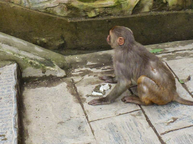 33-Monkeys at Swayambhunath Stupa monkeysatswayambhunathstupa3.jpg