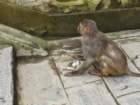 monkeysatswayambhunathstupa3_small.jpg