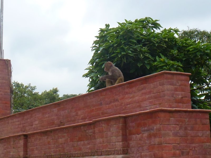 34-Monkeys at Swayambhunath Stupa monkeysatswayambhunathstupa4.jpg