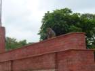 monkeysatswayambhunathstupa4_small.jpg