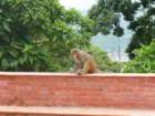 monkeysatswayambhunathstupa5_small.jpg