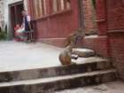 monkeysatswayambhunathstupa6_small.jpg