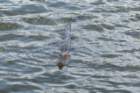 dsc03067_small.jpg