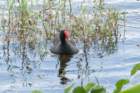 dsc03068_small.jpg