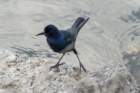 dsc03069_small.jpg