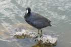 dsc03072_small.jpg