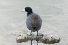 dsc03074_small.jpg