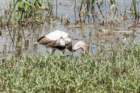 dsc03077_small.jpg