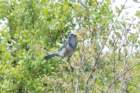 dsc03079_small.jpg