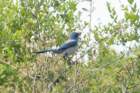 dsc03083_small.jpg