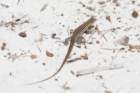 dsc03549_small.jpg