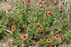 dsc03554_small.jpg