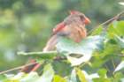 dsc03564_small.jpg