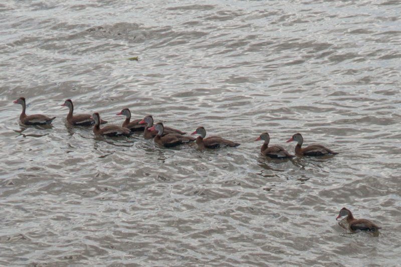 oct2014blackbelliedwhsitlingducksonthemississippineworleanslouisianadsc06054.jpg