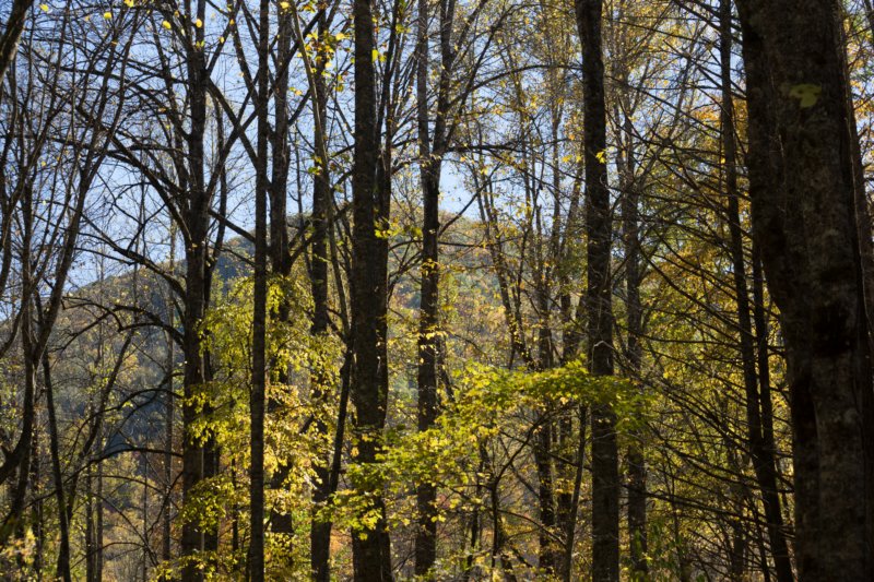oct2014mountainridgeseenfromkephartprongtrailingreatsmokymountainsnorthcarolinadsc05942.jpg