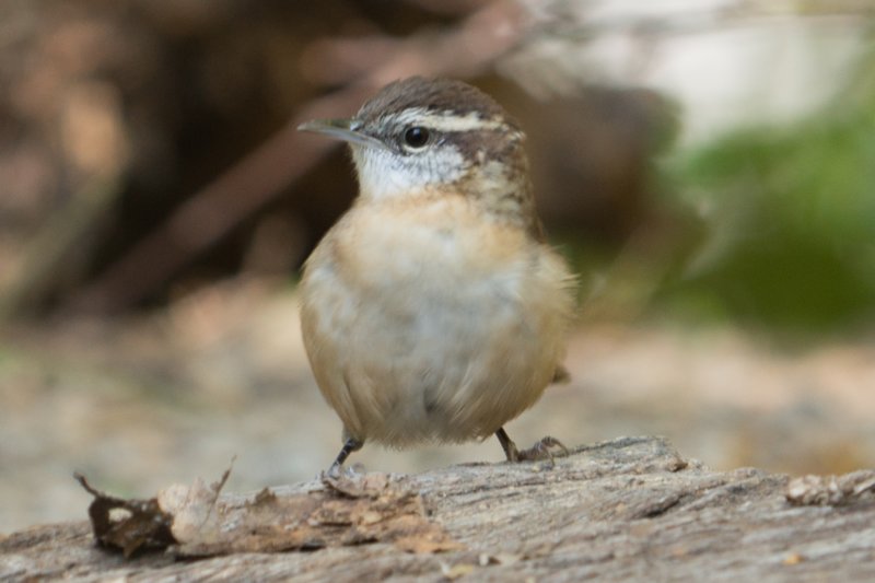 sep2014carolinawrenbaileyspointcampgroundglasgowkydsc05519.jpg