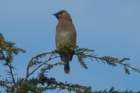 sep2014cedarwaxwingatskylandonskylinedrivedsc05237_small.jpg