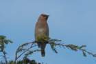 sep2014cedarwaxwingatskylandonskylinedrivedsc05238_small.jpg