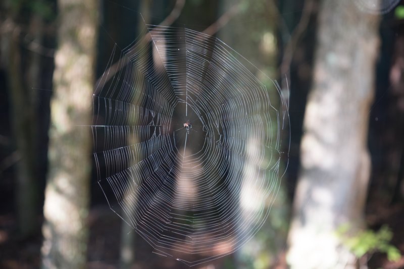 sep2014cobweb2atfallslakestaterecreationareancdsc04689.jpg