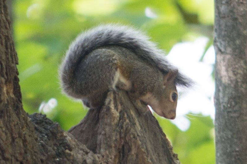 sep2014easterngreysquirrelbaileyspointcampgroundglasgowkydsc05578.jpg