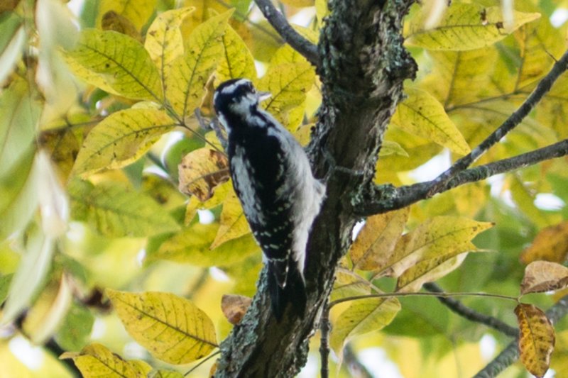 sep2014femalehairywoodpeckeratshenandoahriverstateparkshenandoahriverdsc05130.jpg