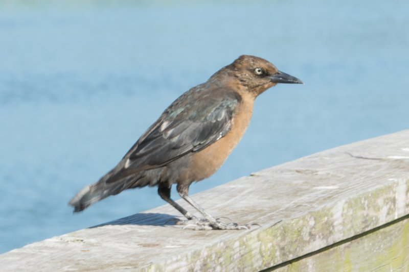 sep2014huntingtonbeachstateparkscfemaleboattailedgrackledsc04284.jpg