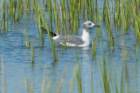 sep2014huntingtonbeachstateparksclaughinggullmoltingfrombreedingintowinterplumagedsc04240_small.jpg