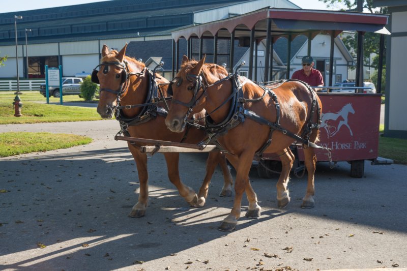 sep2014kentuckyhorseparkdsc05281.jpg