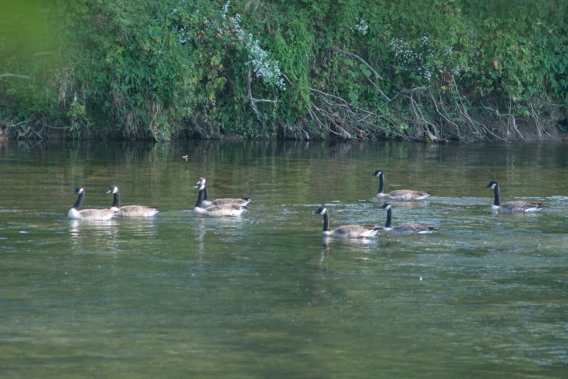 sep2014shenandoahriverstateparkcanadageesedsc04961.jpg