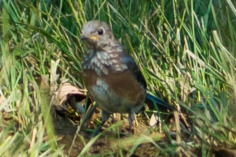sep2014shenandoahriverstateparkvaeasternbluebirdjuvenilledsc05071.jpg
