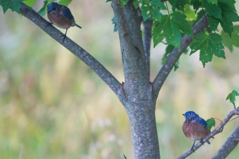 sep2014shenandoahriverstateparkvaeasternbluebirdsdsc04889.jpg