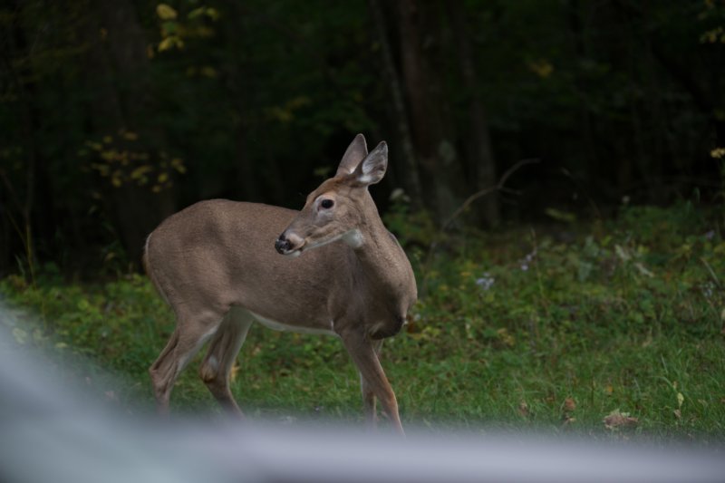 sep2014whitetaileddeeronskylinedrivedsc05156.jpg