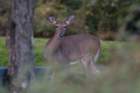 sep2014whitetaileddeeronskylinedrivedsc05157_small.jpg