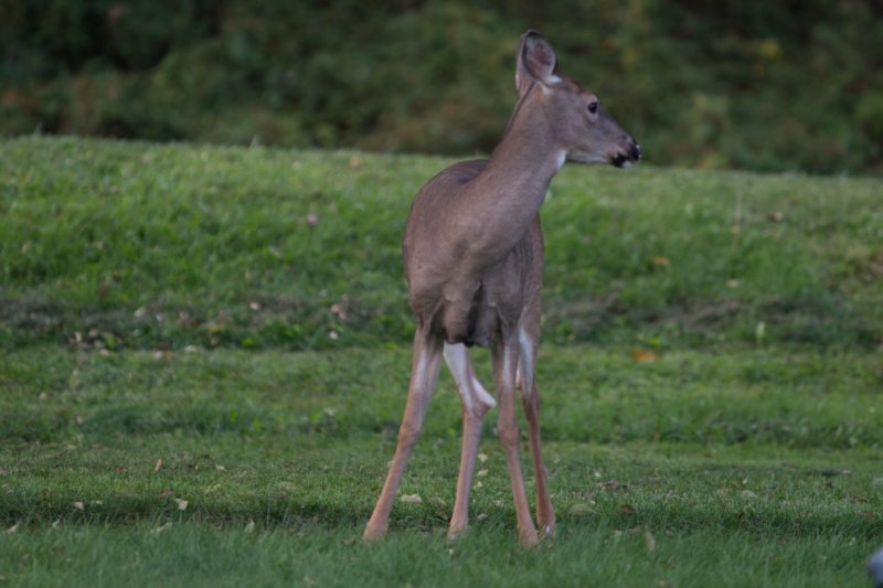 sep2014whitetaileddeeronskylinedrivedsc05161.jpg