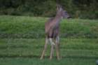 sep2014whitetaileddeeronskylinedrivedsc05161_small.jpg