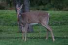 sep2014whitetaileddeeronskylinedrivedsc05173_small.jpg